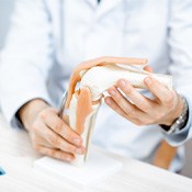 model of the knee joint 